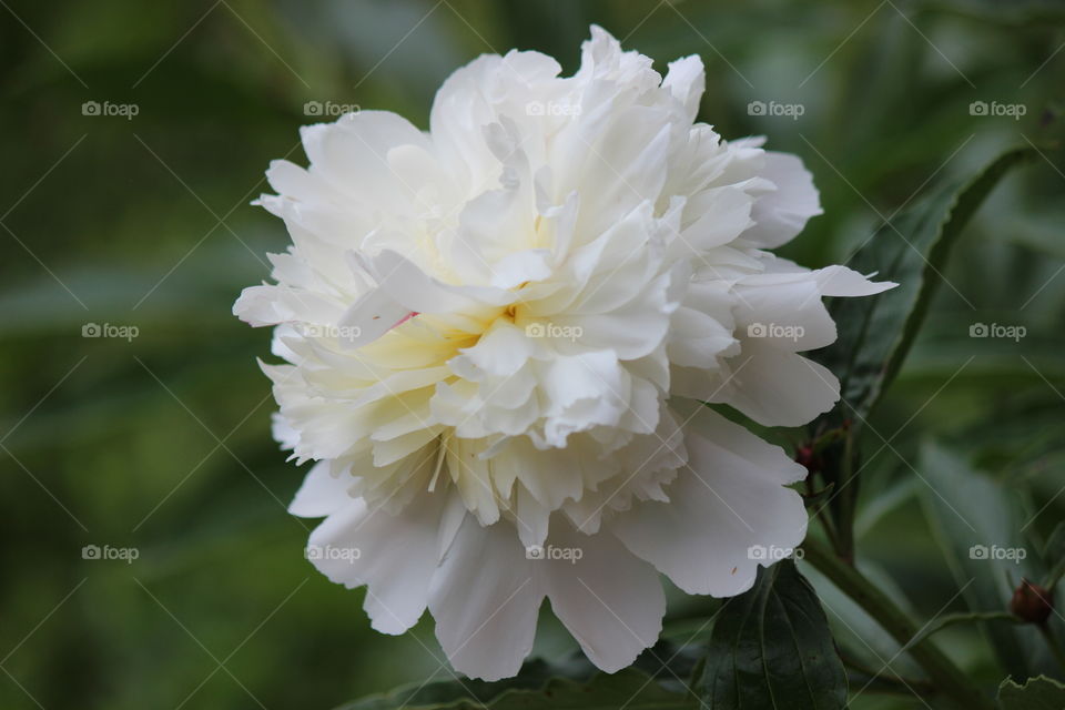 Delicate,  white peony blooms growing in my garden