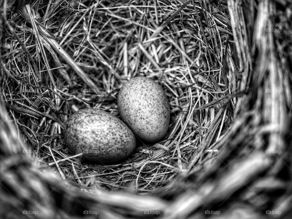 Bird eggs in black and white 