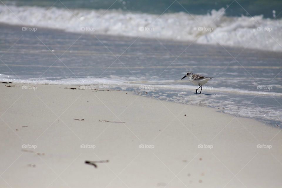 Sand Piper at the Beach