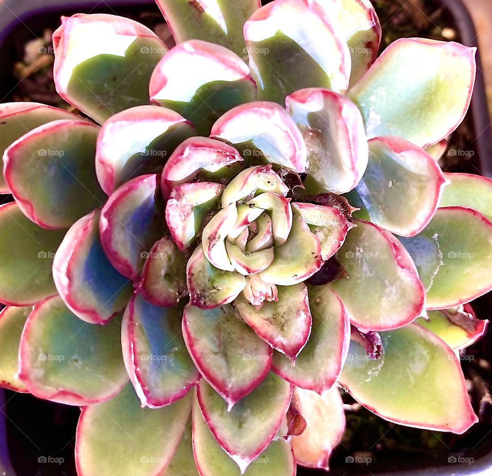 Red edged echeveria succulent 