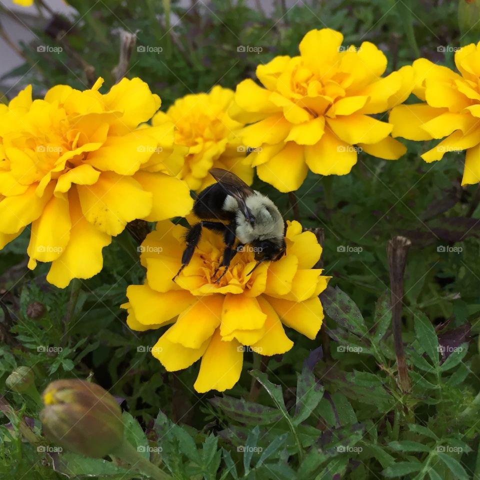 Nature, Flower, Flora, Summer, Garden