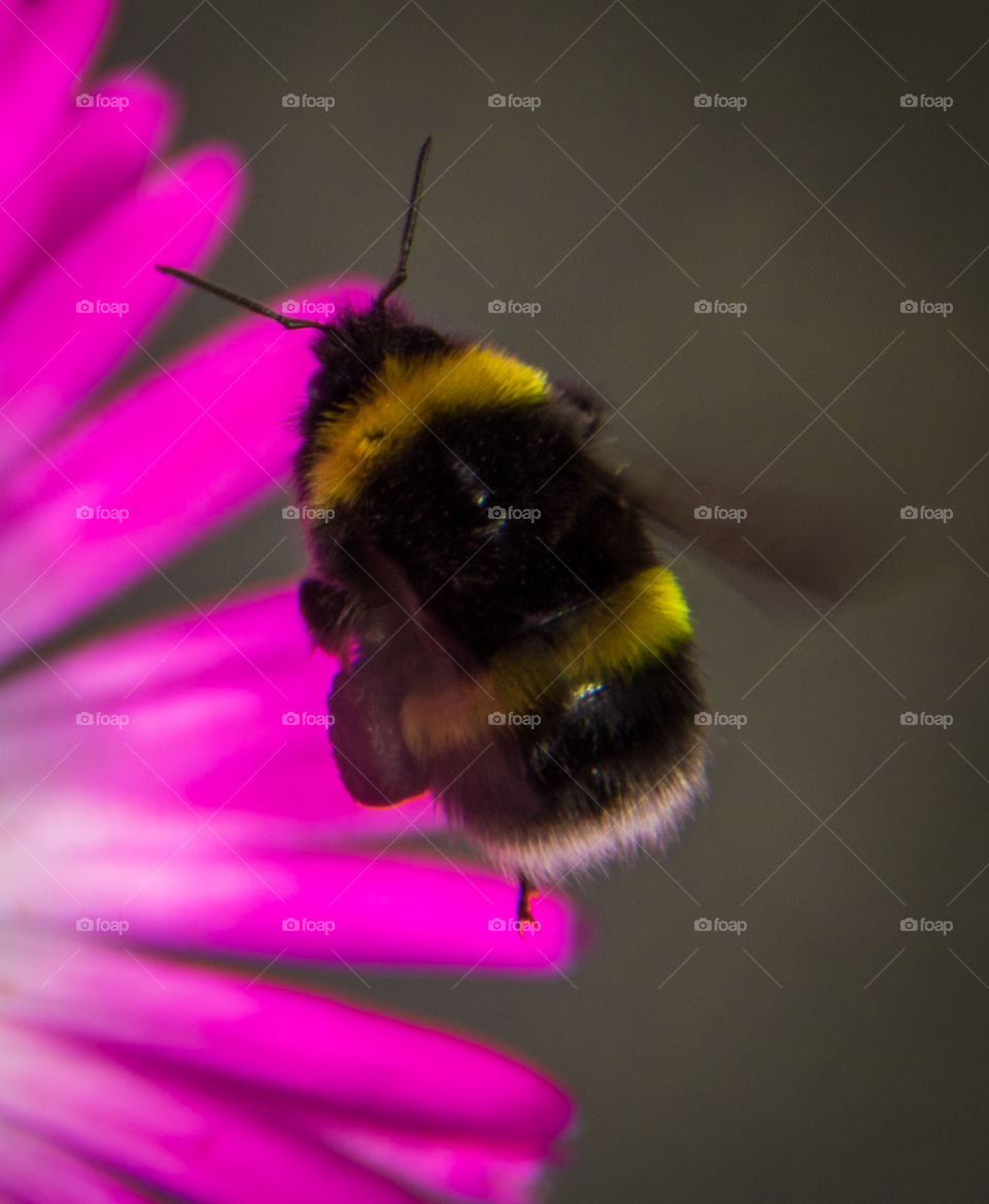 Busy bee in the summer sun 