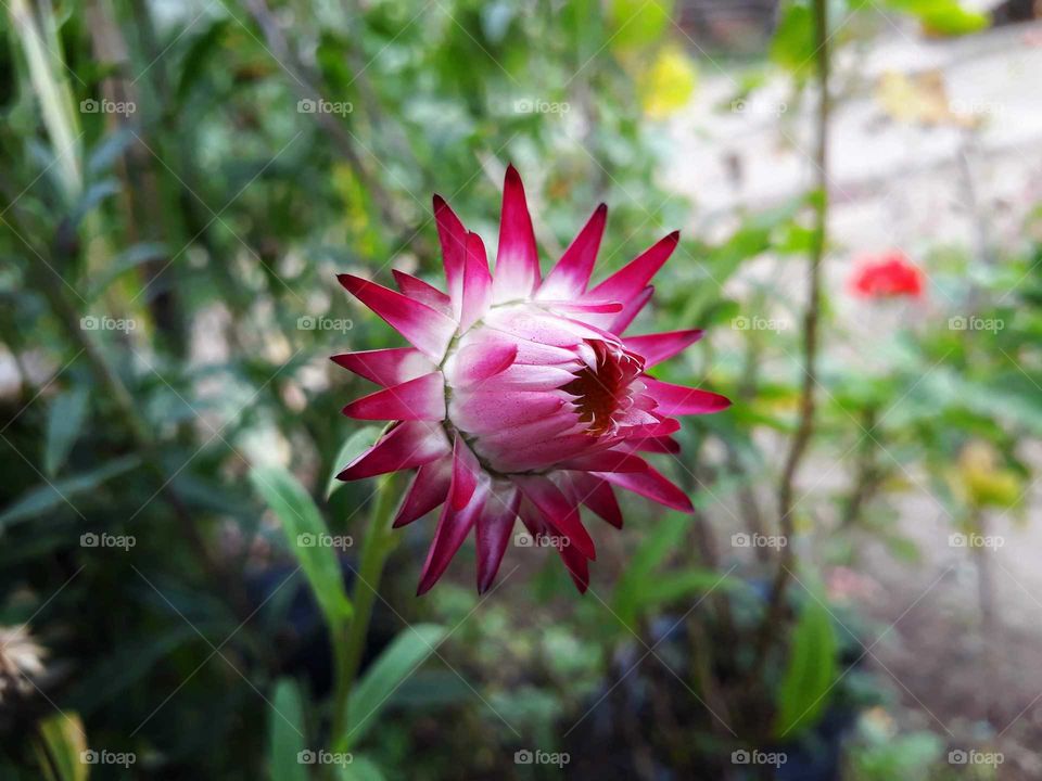 Beautiful spring brings beautiful creation of nature