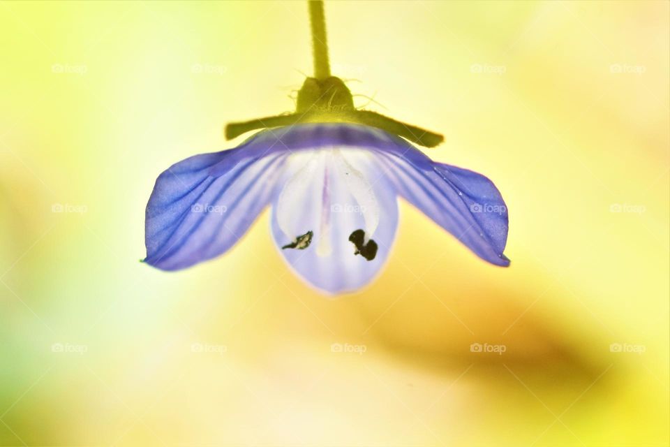 close up macro picture from a small blue spring flower with sunny yellow background