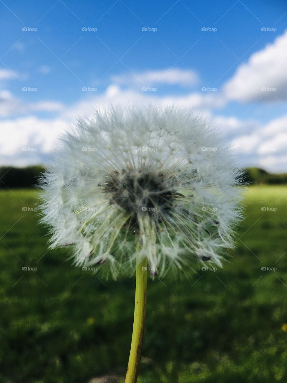 These are so often scattered everywhere and therefore there true beauty can somewhat go unnoticed, but pick one up and hold it in the sunshine and wow. You can see why some people believe that blowing them can make your wishes come true.