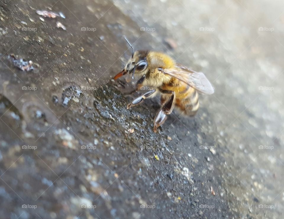 Bee still