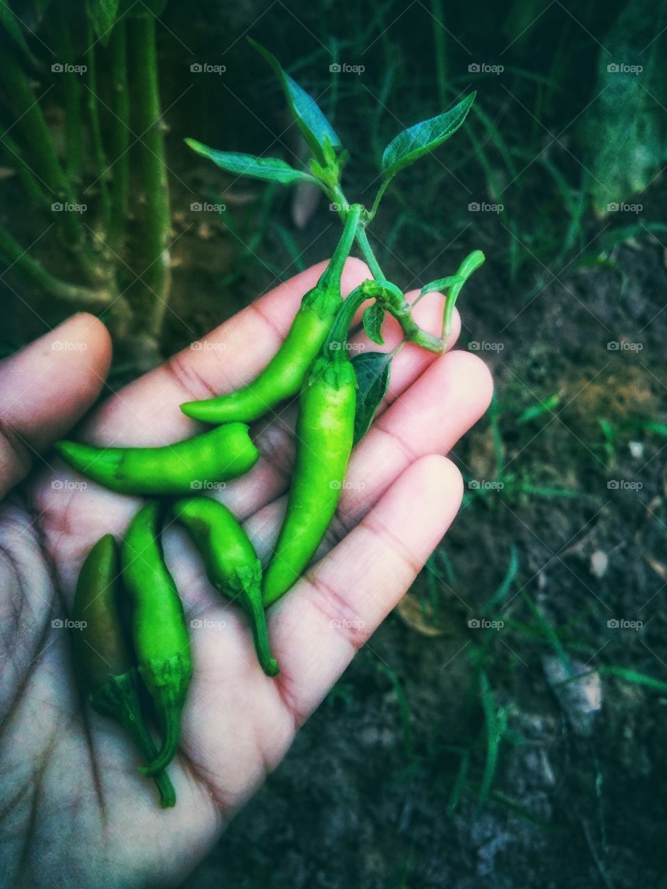 Green Chilli