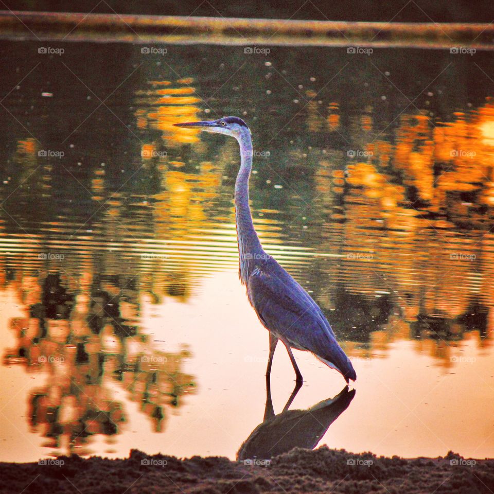 Heron at sunset 