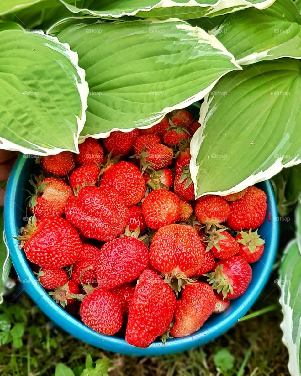 клубника в зеленых листьях