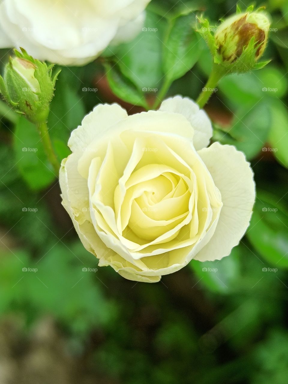 White the colour of purity, and  white rose represent youthfulness, innocence, young love, and loyalty. mobile capture