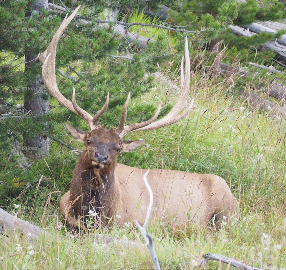 Yellowstone hike 