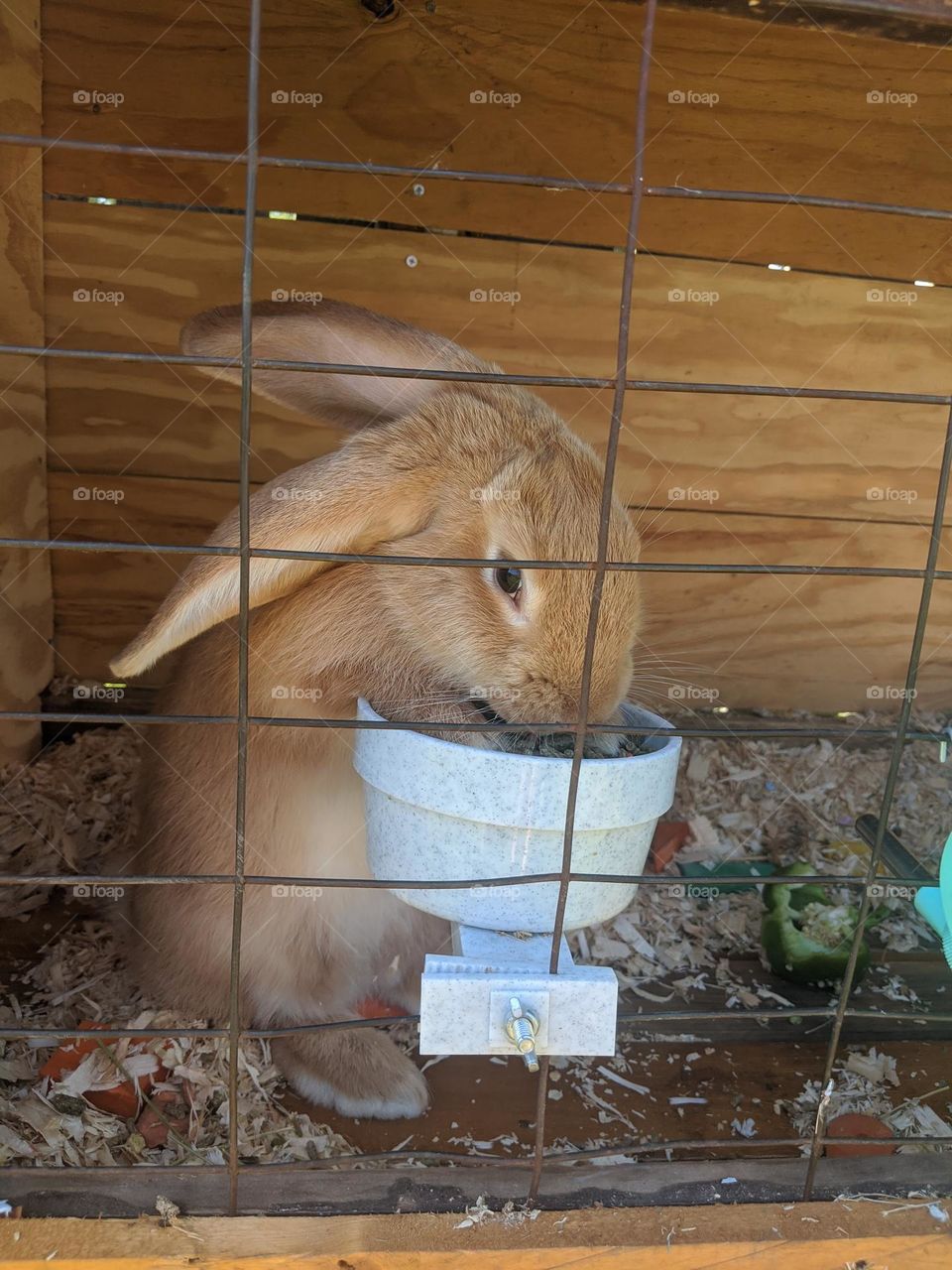 Baby Giant Flemish rabbit