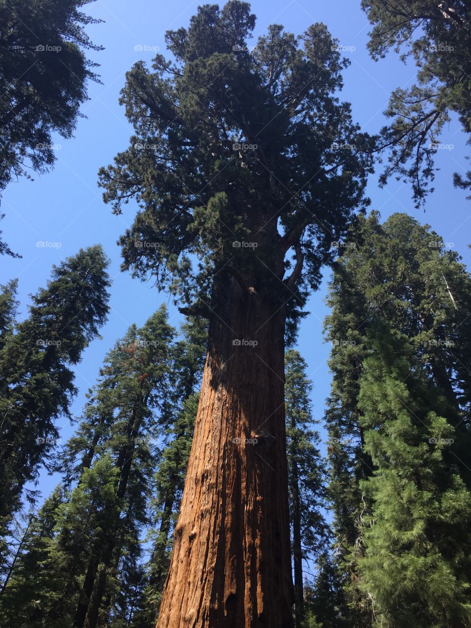 Sequoias 