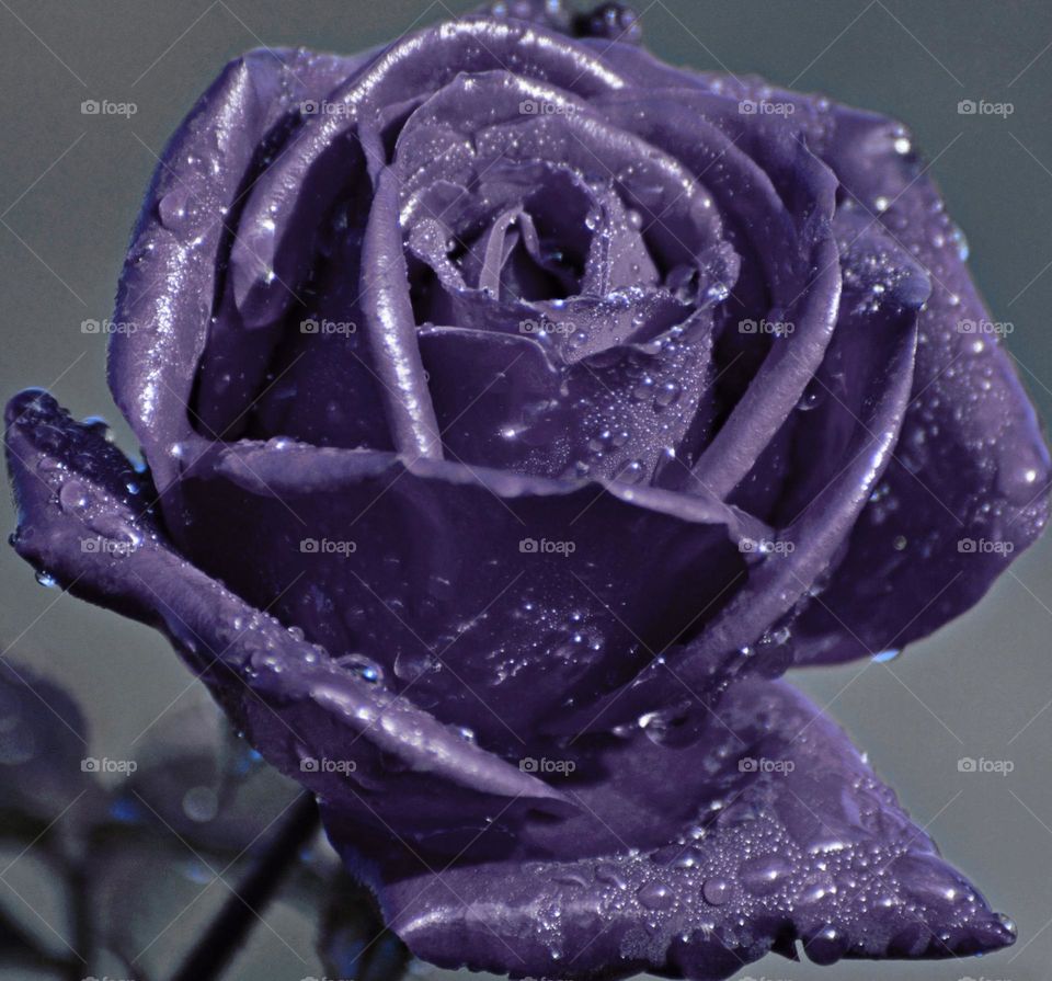 purple rose
