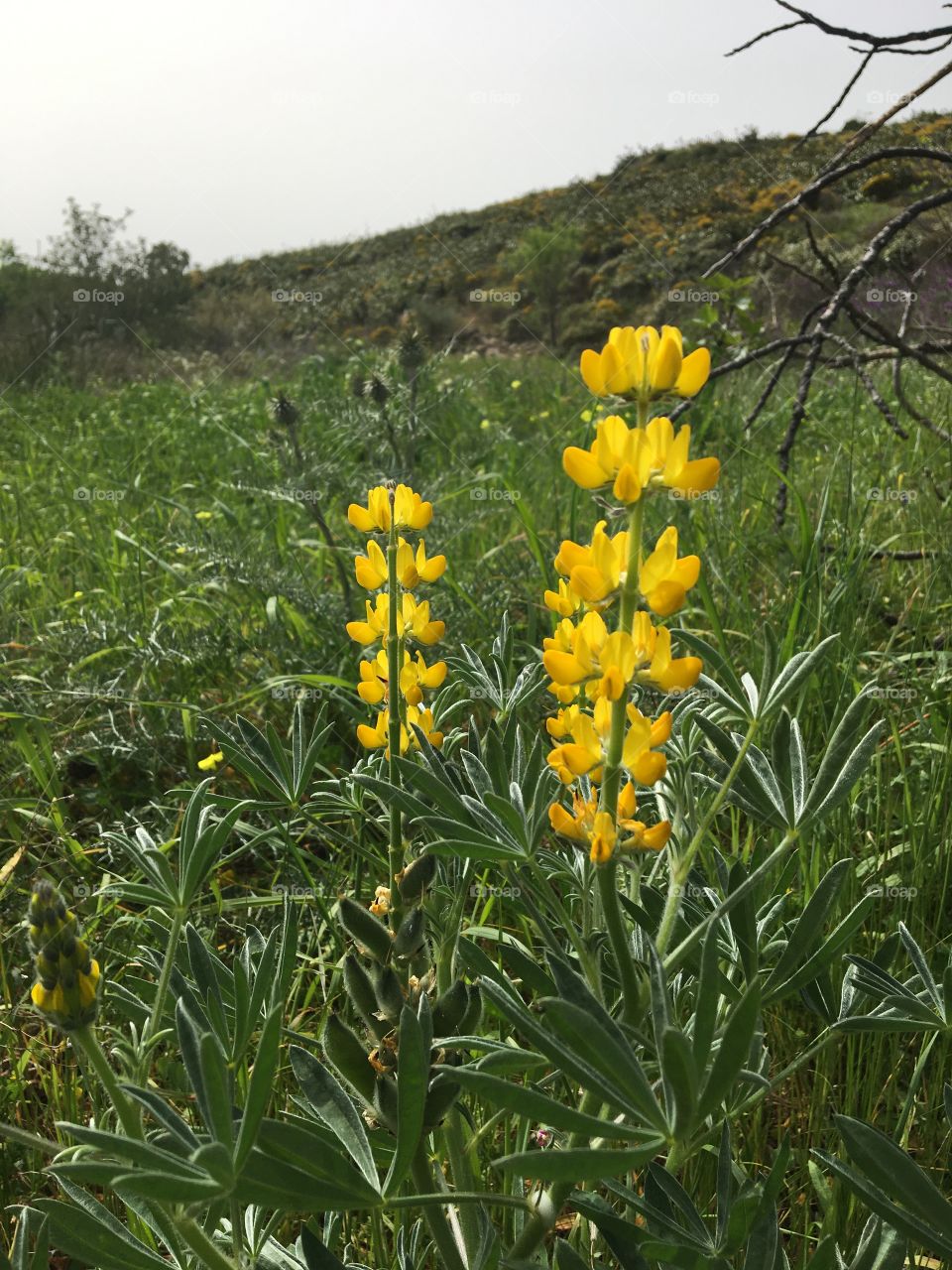 Yellow lupine as wild flower in countryside 