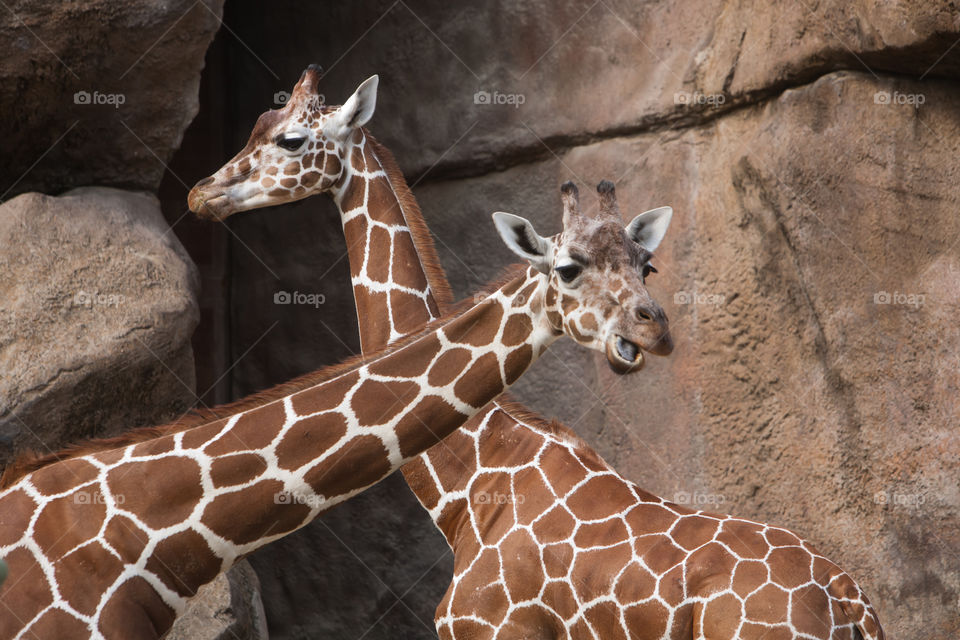 Two giraffes at the Philadelphia Zoo. 
