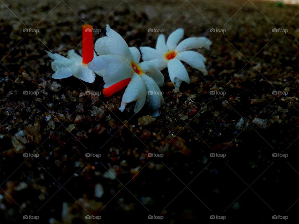 naturelove, beautiful flowers, beautiful picture