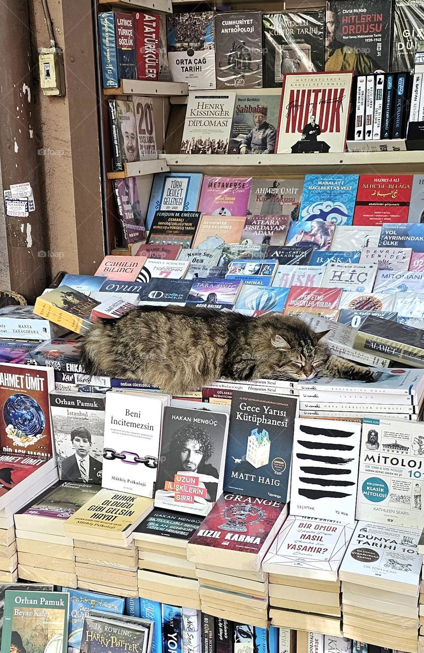 cat in books
