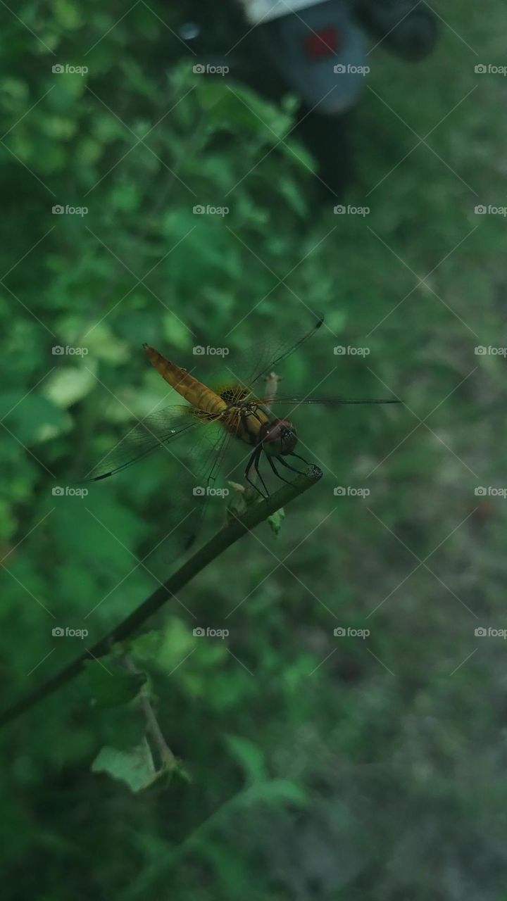 dragonfly