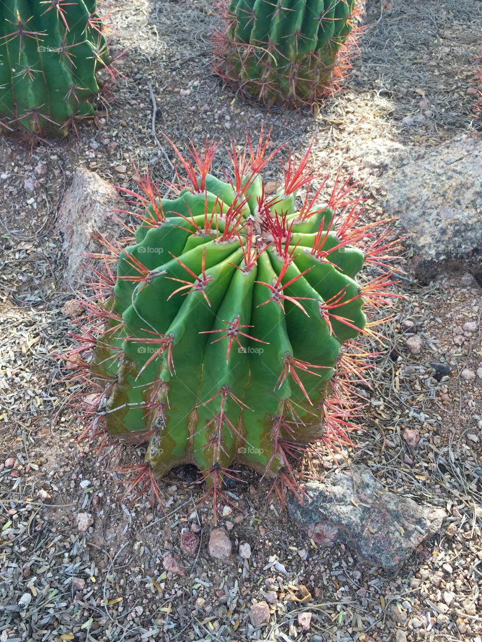 cactus