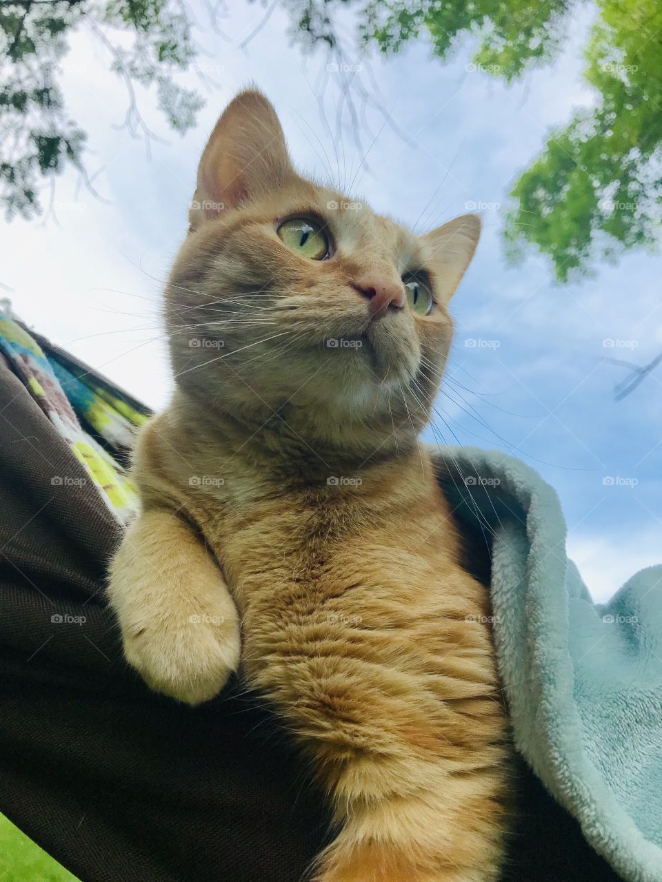 Gorgeous orange tabby kitty cat sitting in hammock all cozy covered in blue blanket! 