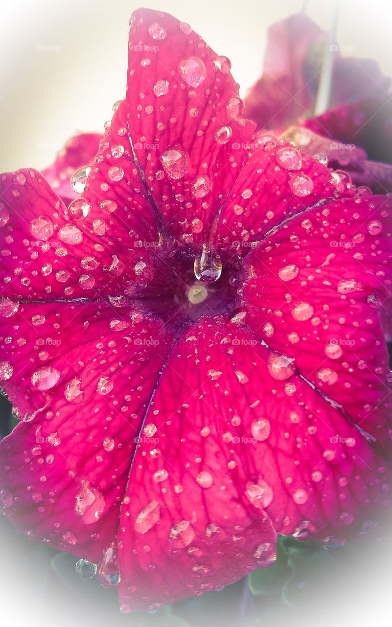 watery flower