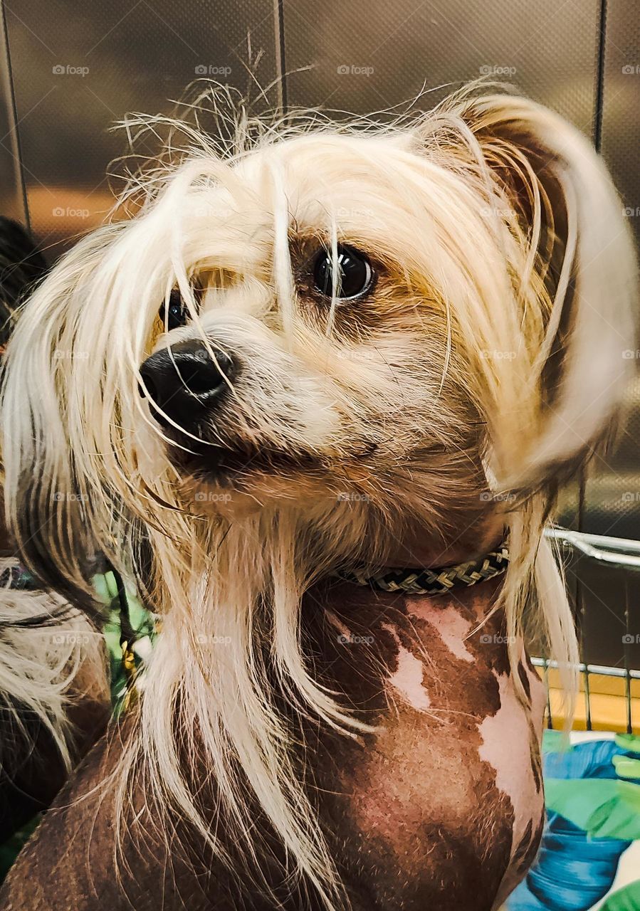 Chinese Crested dog face closeup