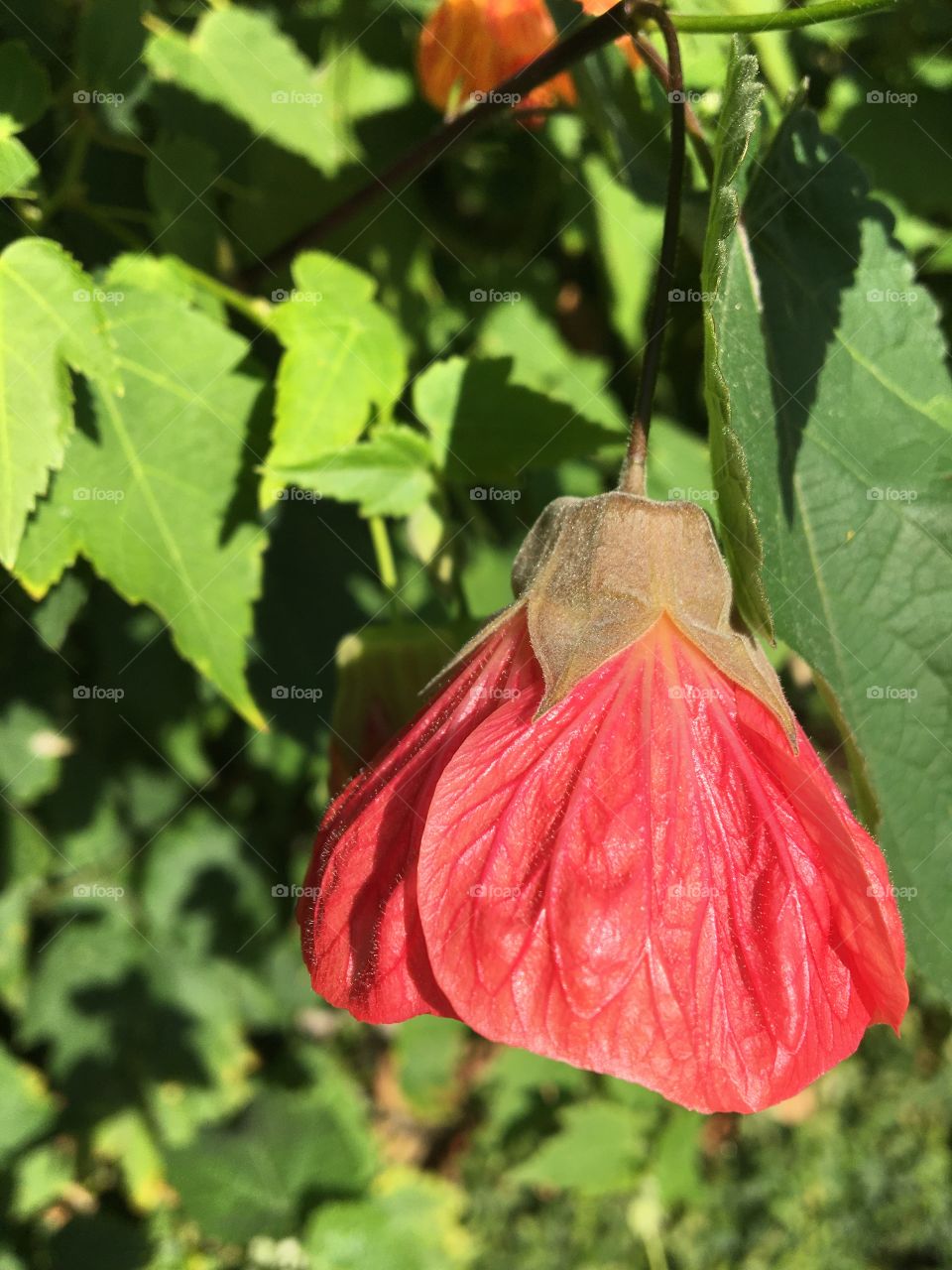Tropical flower with silky petals