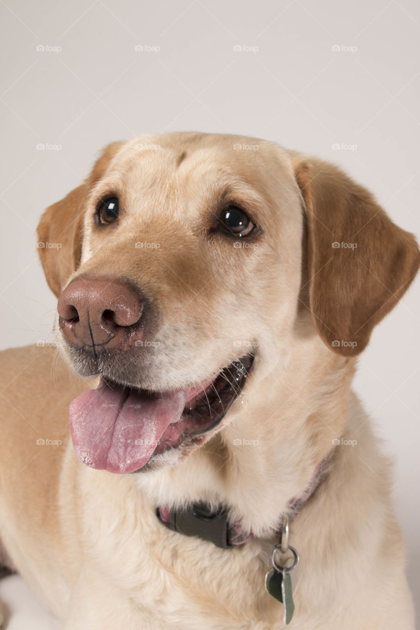 Labrador posing for camera 