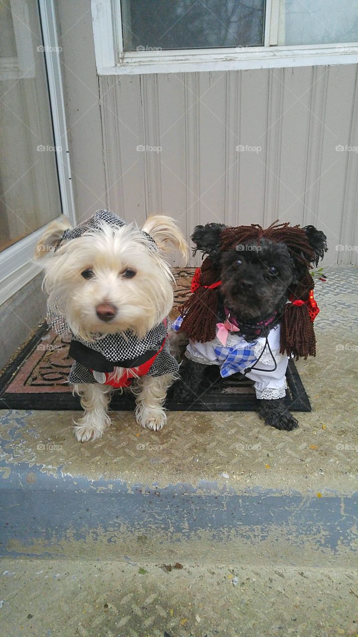 two cute little dogs dress as a knight and Dorothy for Halloween