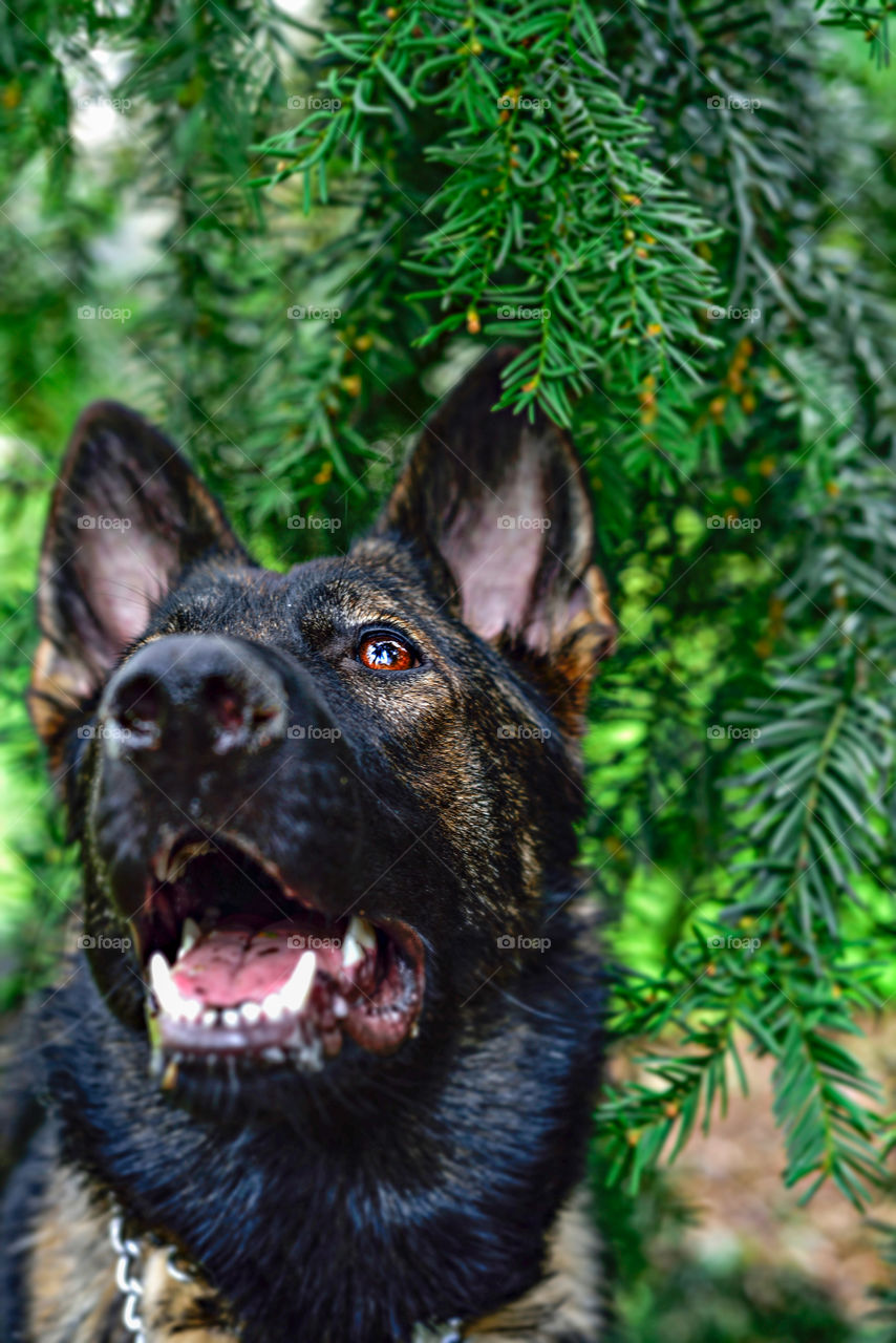 German Sheperd in the trees