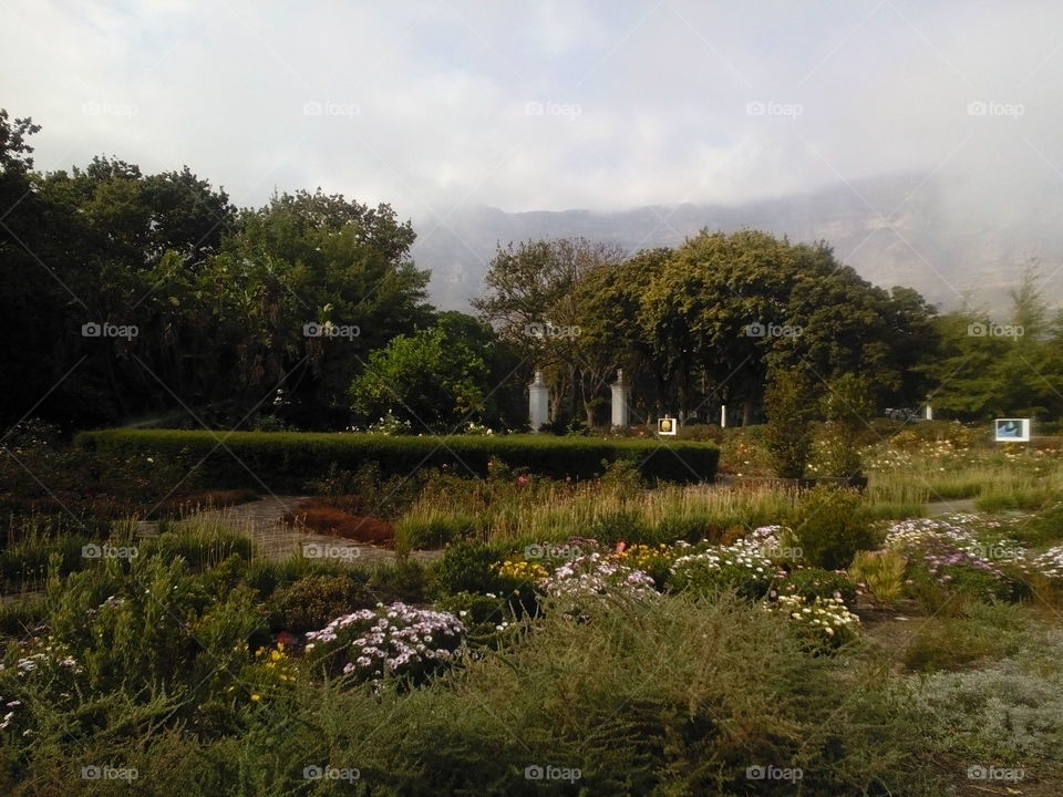 scenery at Company's Garden 
CapeTown. South Africa. Got to love NATURE