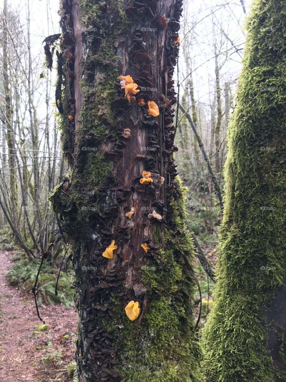 Witches Butter fungi 