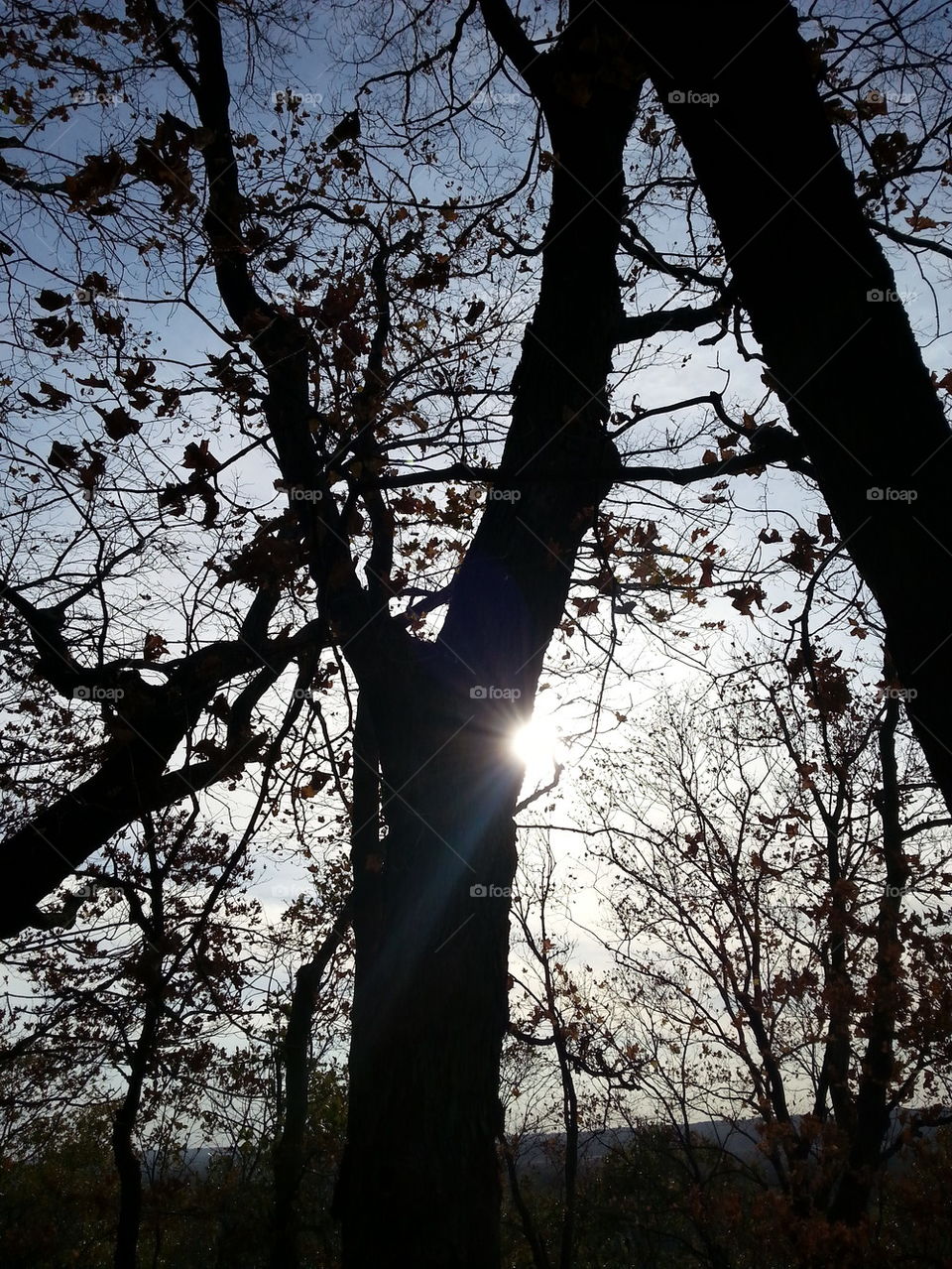 Darkness in The Light