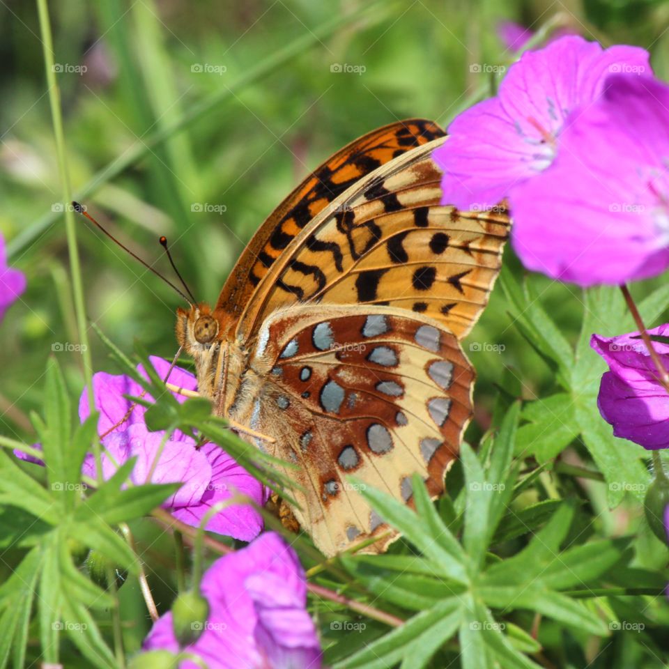 Chasing butterflies and blooms on a hot summer day