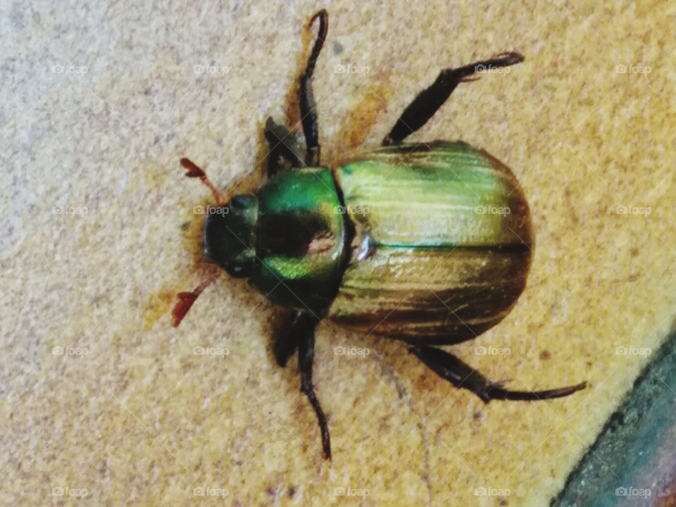 Mimela beetle close up
