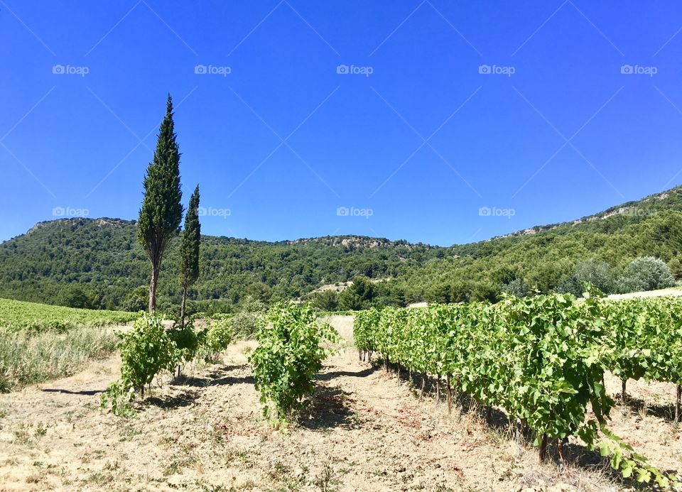 Vineyard and cypress tree against blue sky