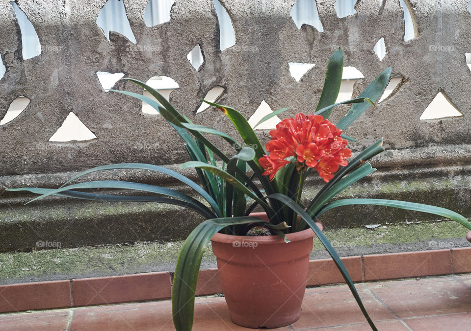 Blossom Plant in the Terrace