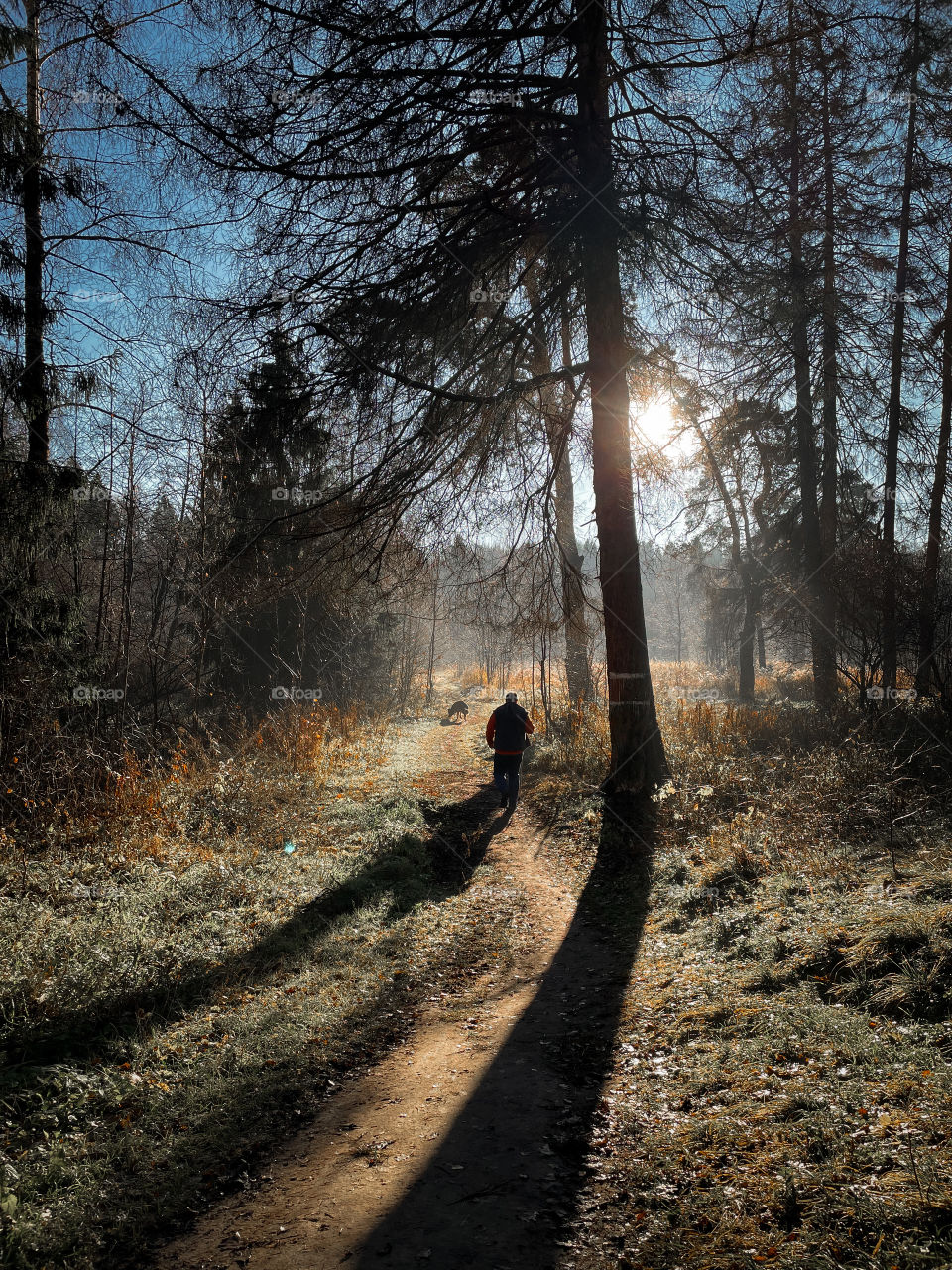 Walking with German shepherd dog in autumn forest 