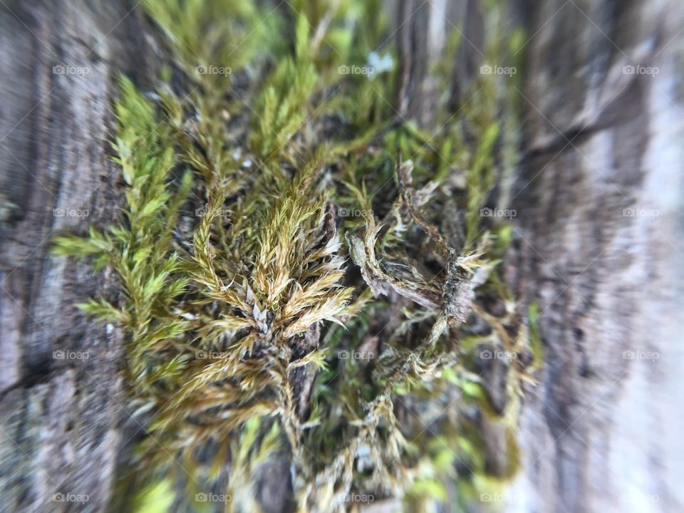Macro moss