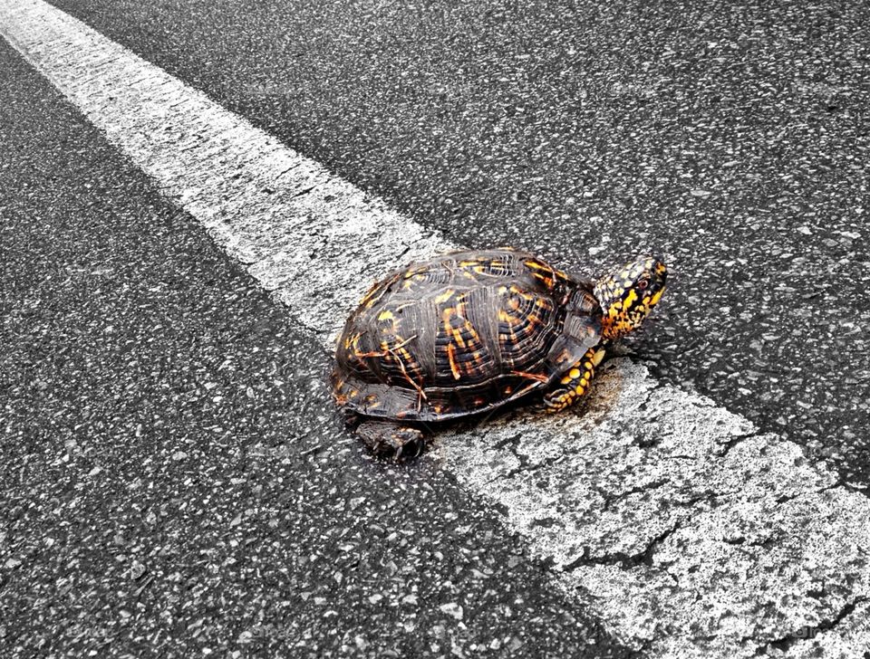 Eastern Box Turtle Crossing