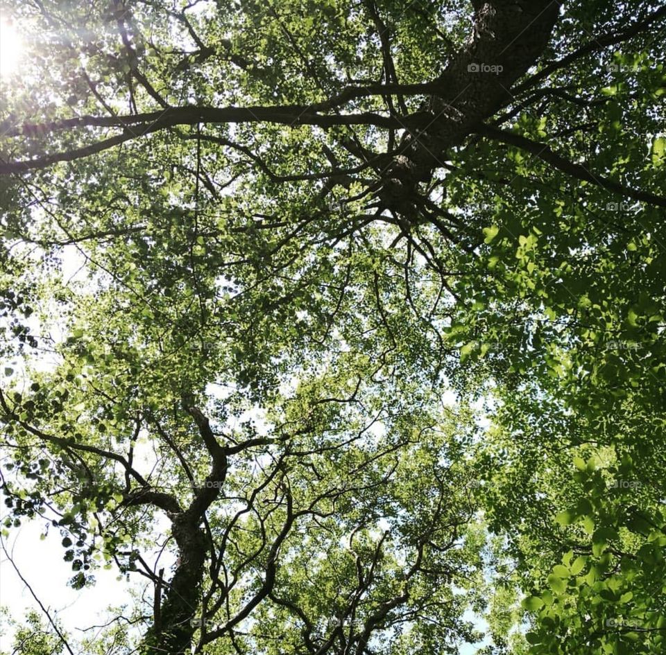 Tree, Wood, Leaf, Nature, Season