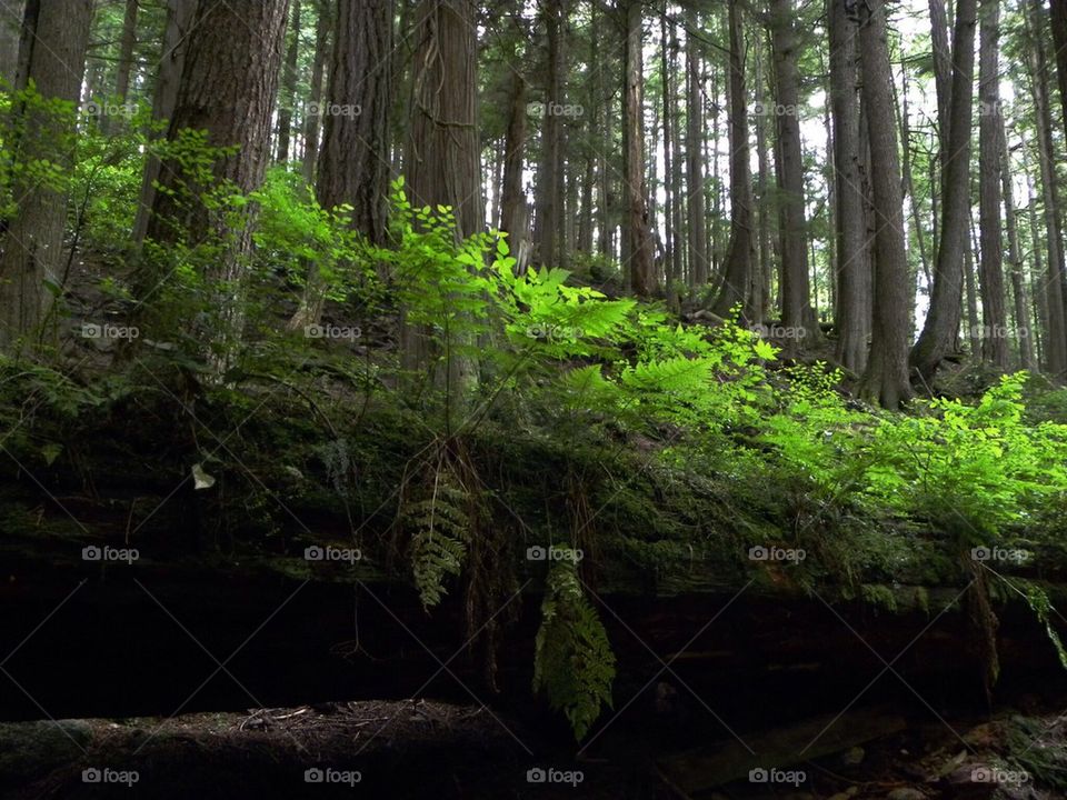 Nurse Log