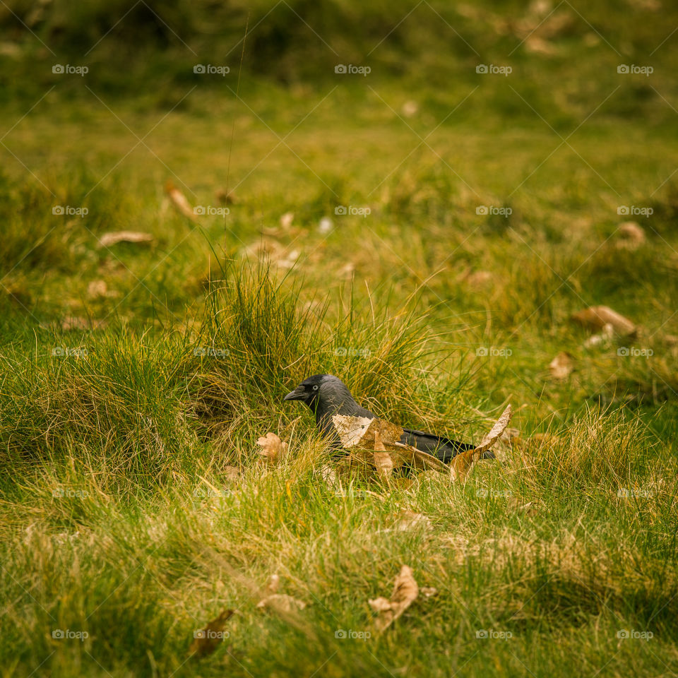 Bird, Grass, Nature, Wildlife, Animal