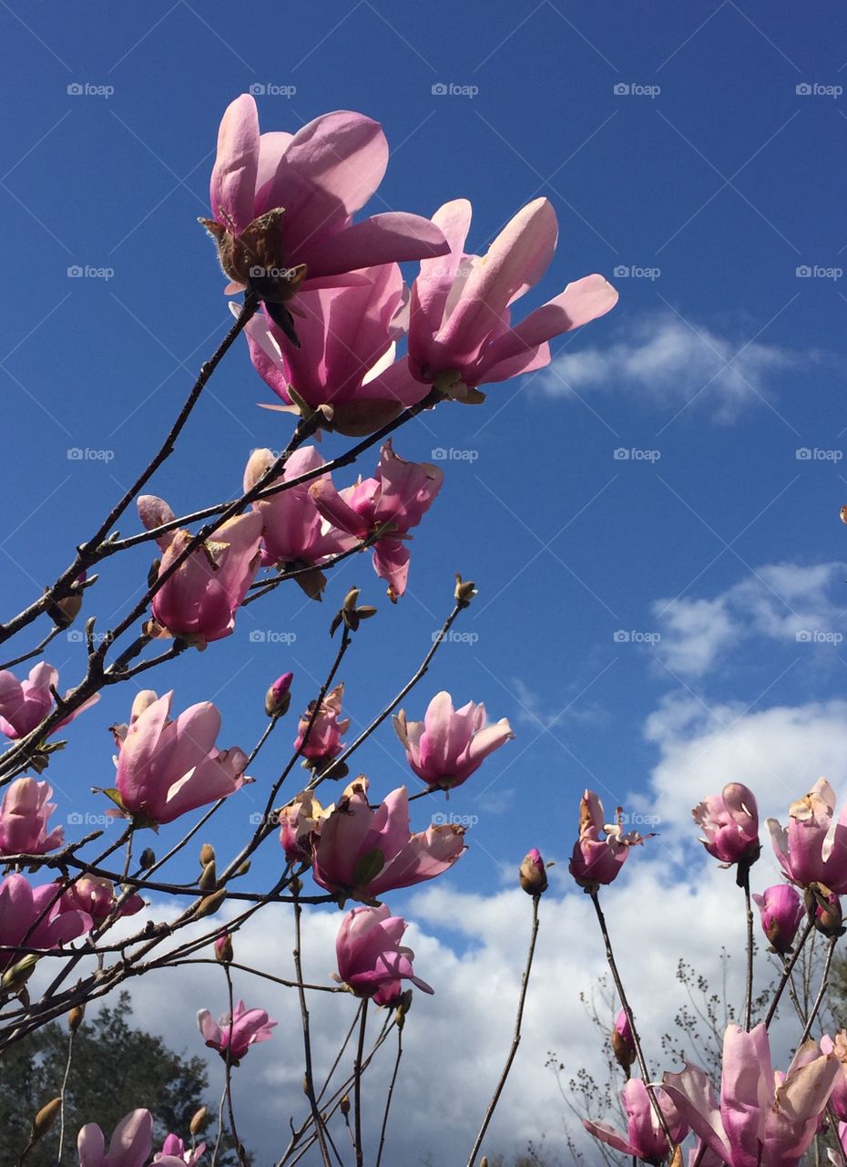 Chinese magnolias early spring bloomer