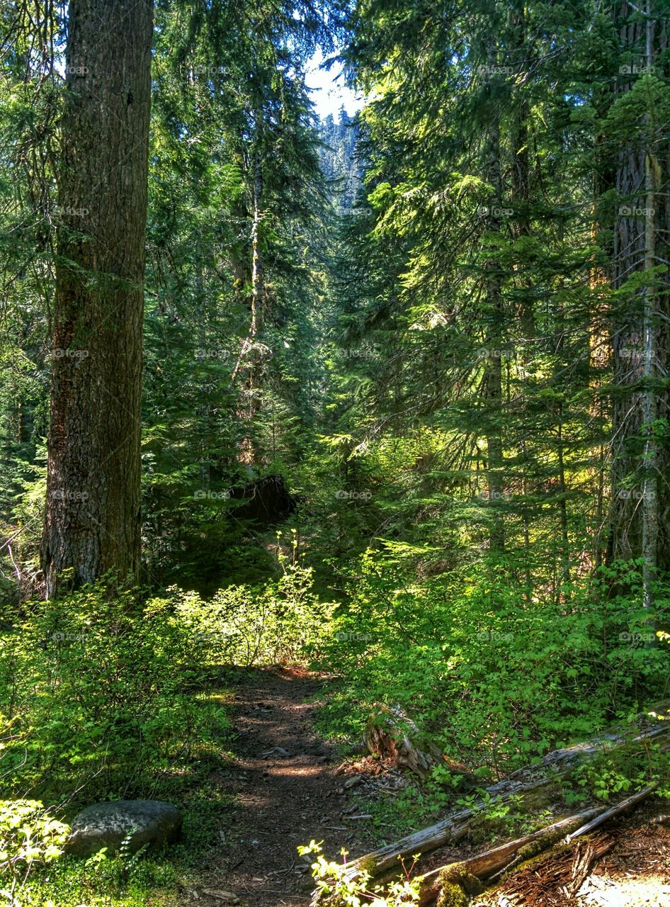 Ranier National Park