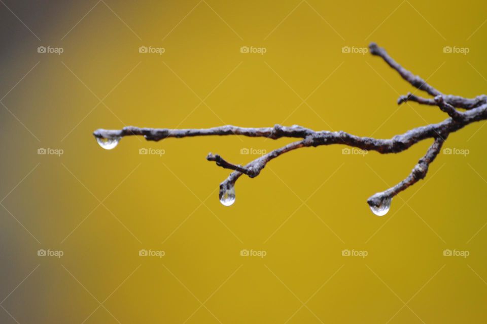 fall colored leaves in the background on a rainy day