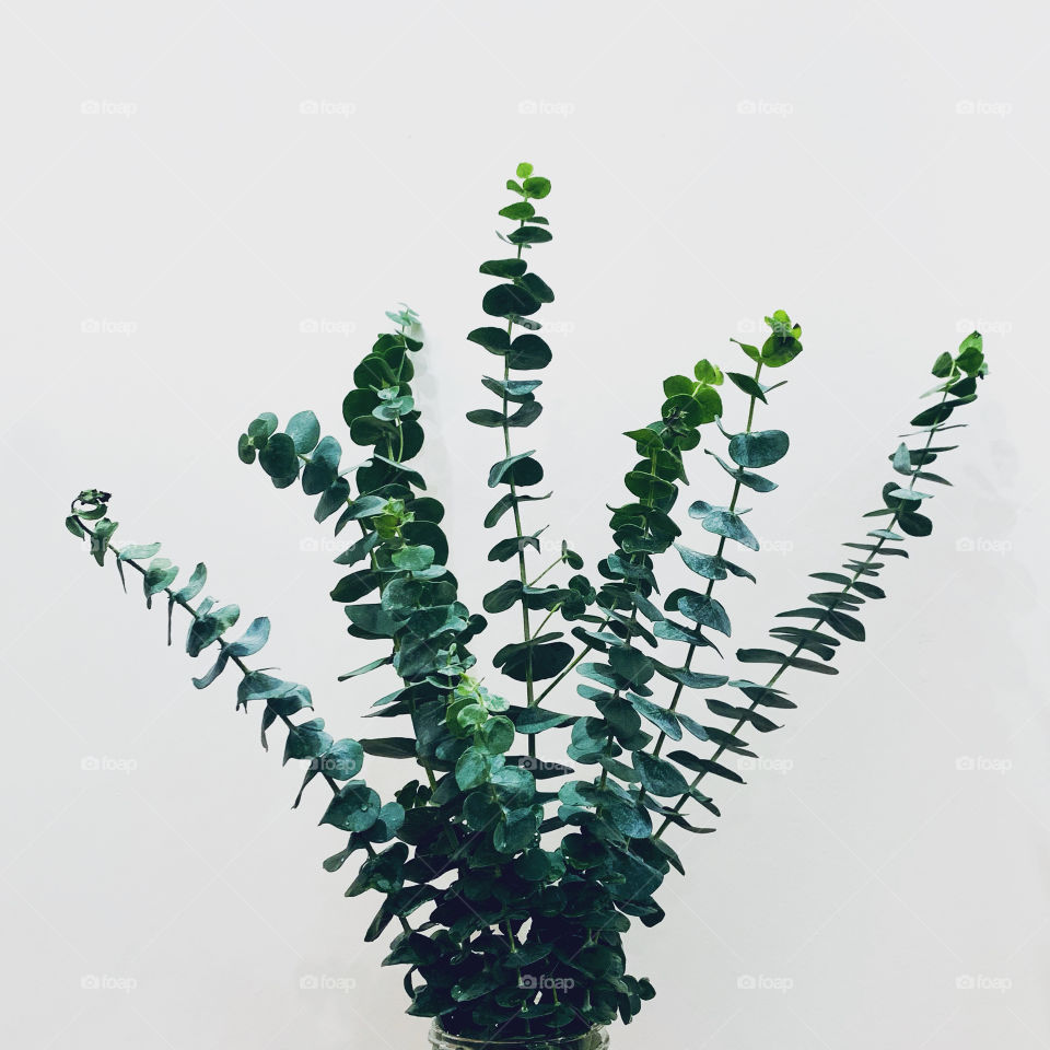 round - leaf Eucalyptus with white wall background