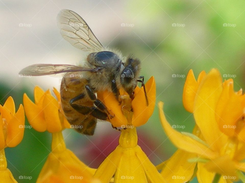 close up of bee pollinating yellow flower