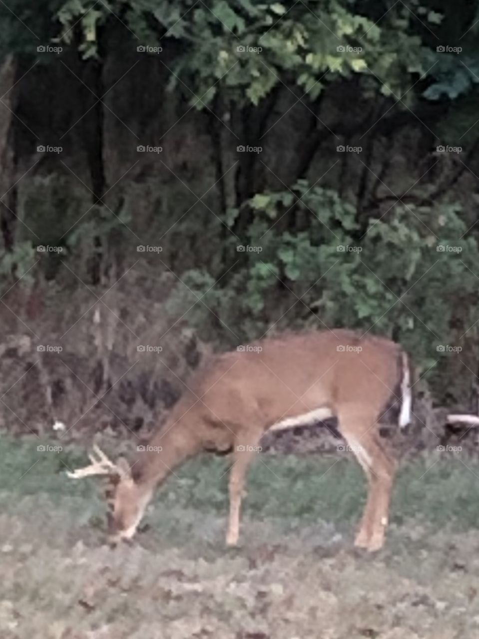 Grazing buck at the edge of a wooded area 4 points 